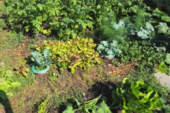 Beet1_2026-06-30_10.22.31.jpg