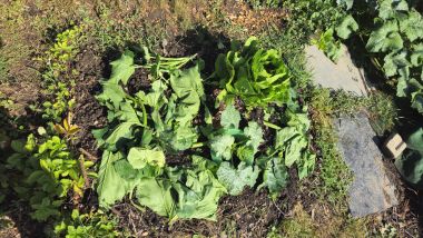 Beet2Gemulcht_2026-06-30_10.22.35.jpg
