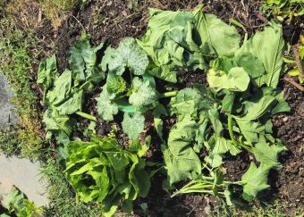 Beet2Gemulscht_2026-06-30_10.22.35.jpg