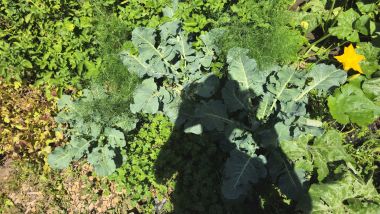 Beet1 2026 07 07 11.40.12