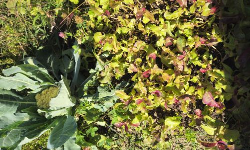 Beet1 2026 07 24 11.01.00