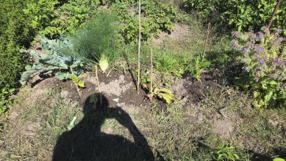 Beet4 nach BlumenkohlGeerntet 2026 07 22 10.39.03