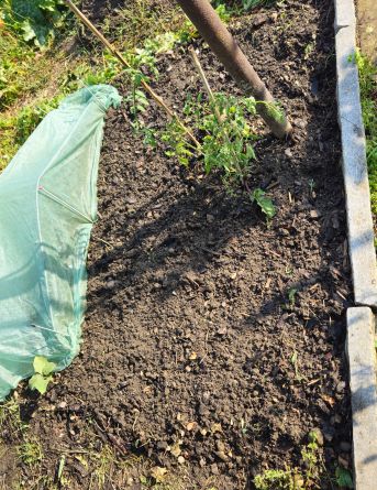 Beet6FuerRosaVorbereitet2026 07 31 09.26.04