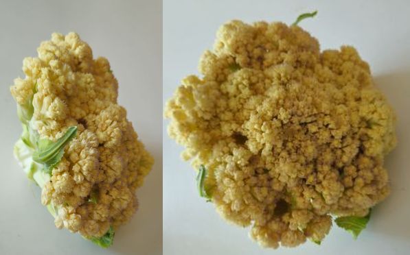 Blumenkohl12cm