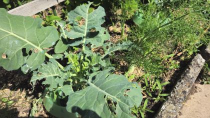BroccoliSchneckenfrass 2026 06 20 11.09.19