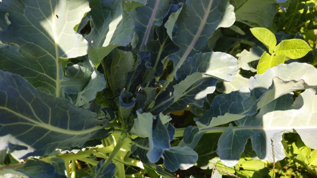 Broccoli 2026 07 24 11.00.48