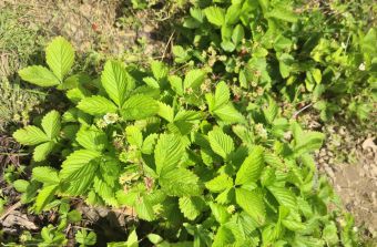 Erdbeeren 2026 06 16 12.30.34