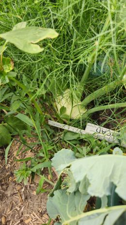 Fenchel10 2026 07 08 17.35.43