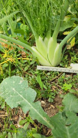 Fenchel11 2026 07 08 17.35.24