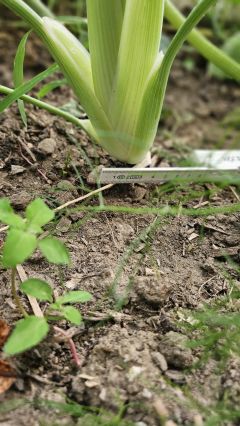 Fenchel1 2026 07 08 17.40.22