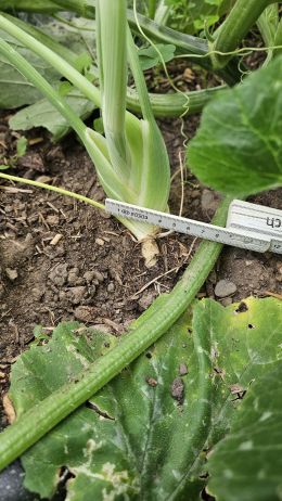 Fenchel2 2026 07 08 17.39.54