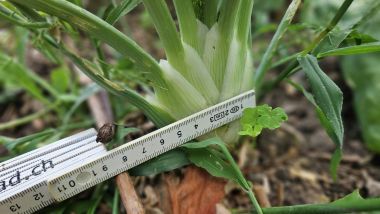 Fenchel3 2026 07 08 17.39.04