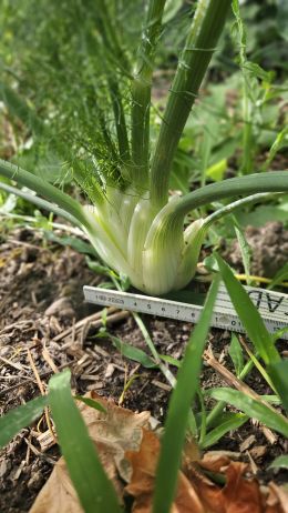 Fenchel4 2026 07 08 17.38.28