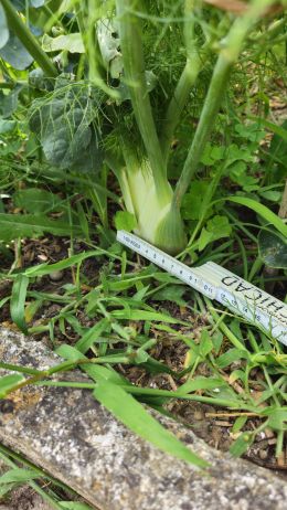Fenchel5 2026 07 08 17.37.49
