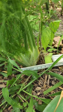 Fenchel6 2026 07 08 17.37.37