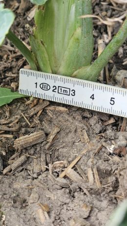 Fenchel7 2026 07 08 17.37.05