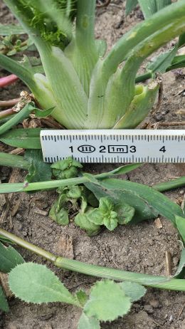 Fenchel8 2026 07 08 17.36.47