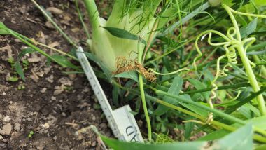 Fenchel9 2026 07 08 17.36.09