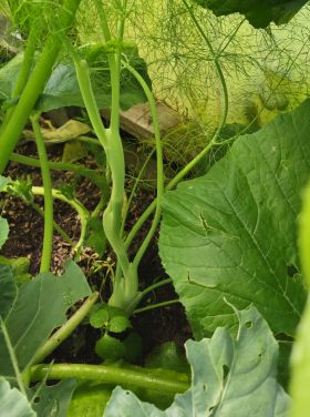 GHFenchel 2026 07 07 11.38.50