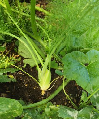 GHFenchel 2026 07 07 11.38.56
