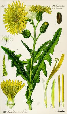 Gaensedistel 06 19 2026 01