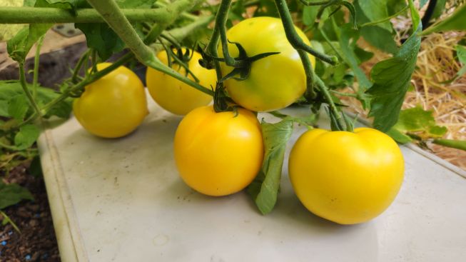 GelbeTomaten 2026 07 29 11.02.41