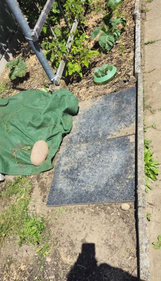 HabichtskrautWeggeputzt 2026 06 13 12.38.19