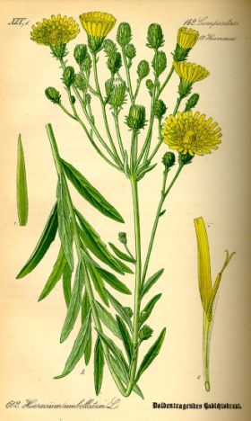 Habichtskraut 06 19 2026 02