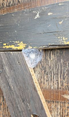 InsektenPuppenNest 20260413 150144