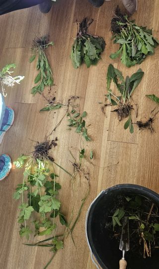 InvasivesUnkrautImKurs 2026 05 12 18.54.09