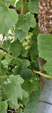 Johannisbeer 2026 05 16 15.11.53