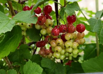Johannisbeeren 2026 06 04 12.47.14