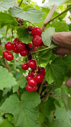 Johannisbeeren 2026 06 04 12.47.51