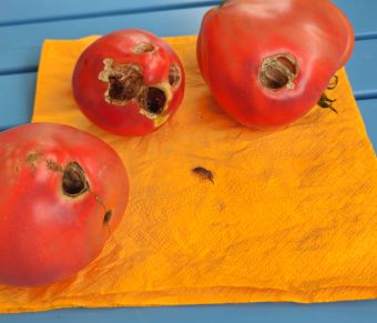 LocherInTomaten 2026 07 19 13.09.03