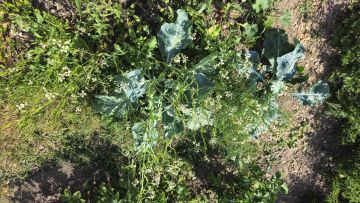 NNBlumenkohlFenchel 2026 06 29 16.57.30