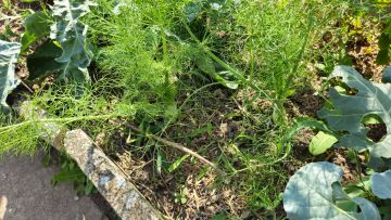 NNFenchel 2026 06 29 16.57.05