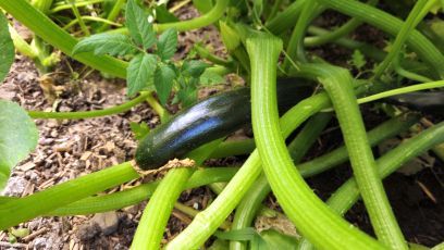 NextZucchini 2026 07 21 10.57.57
