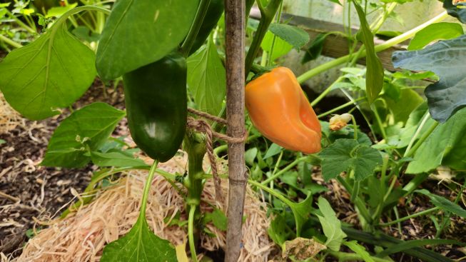 SnackPaprika 2026 07 29 11.03.11