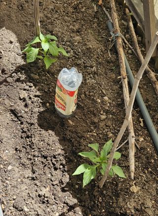 SnackPaprika 20260501 135522