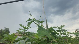 Stangenbohnen 2026 07 15 11.42.58