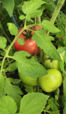 TomateNr2geerntet 2026 07 04 16.54.14