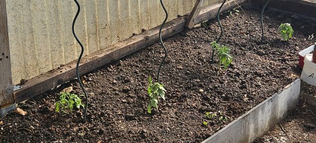 TomatenGesetzt 20260409 110026