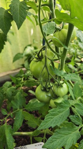 TomatenMarkeTresor 2026 06 20 11.12.35