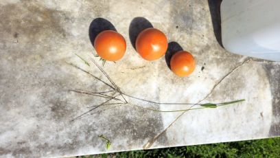 TomatenPlagegGas 2026 07 21 10.48.00
