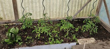 Tomaten 2026 05 11 11.23.36