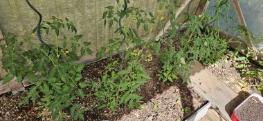 Tomaten 2026 05 29 16.39.30