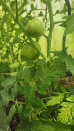 Tomaten 2026 06 17 11.33.27
