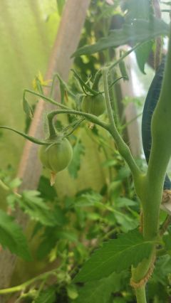 Tomaten 2026 06 17 11.33.37