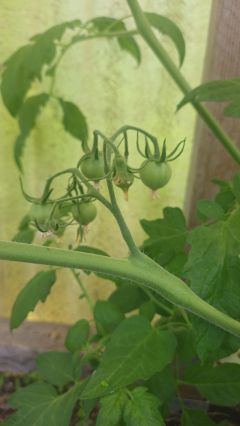 Tomaten 2026 06 17 11.34.41