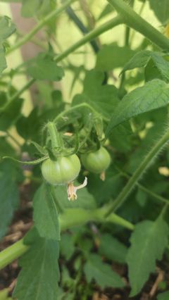 Tomaten 2026 06 17 11.34.57